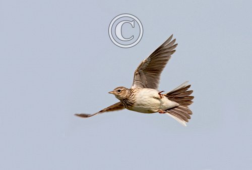 Skylark in Flight DM0810